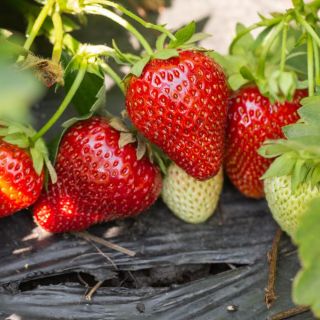 Fragaria Ananassa Ostara-3бр.коренища ЯГОДИ