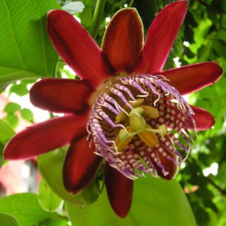 Passiflora Alata Red 