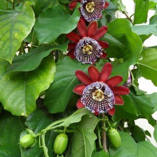 Passiflora Alata Red 