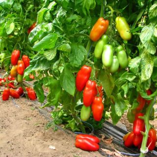 Домати Scatolone 3