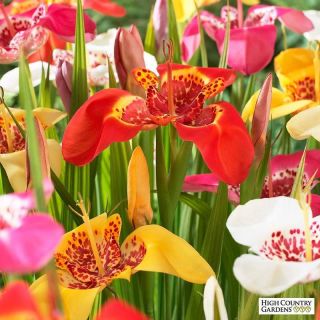 Tigridia pavonia mix-12бр.