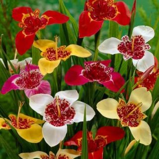 Tigridia pavonia mix-12бр.
