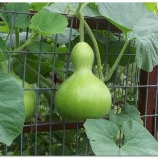 КРАТУНА ZUCCA BOTTIGLIA O FIASCHETTO