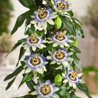 PASSIFLORA CERULEA FIORE