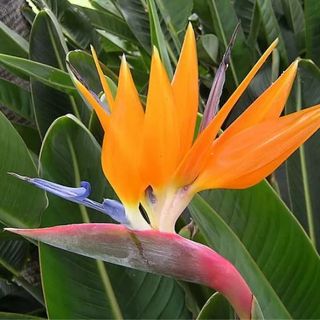 STRELITZIA / СТРЕЛИЦИЯ   