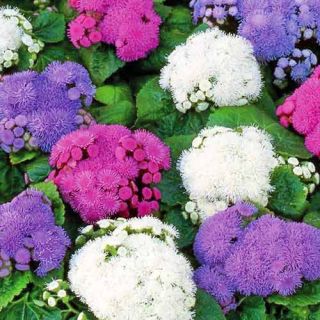 Агератум - 0.1гр / около 700бр./