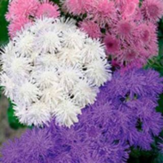 Агератум - 0.1гр / около 700бр./