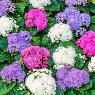 Агератум - 0.1гр / около 700бр./