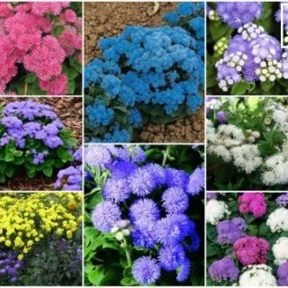 Агератум - 0.1гр / около 700бр./