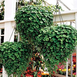 ДИХОНДРА /Dichondra repens / - 1гр