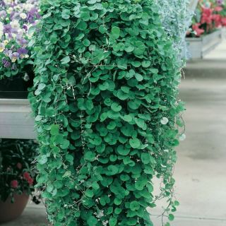 ДИХОНДРА /Dichondra repens / - 1гр