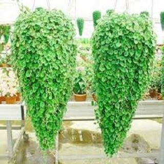 ДИХОНДРА /Dichondra repens / - 1гр