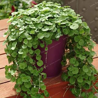 ДИХОНДРА /Dichondra repens / - 1гр