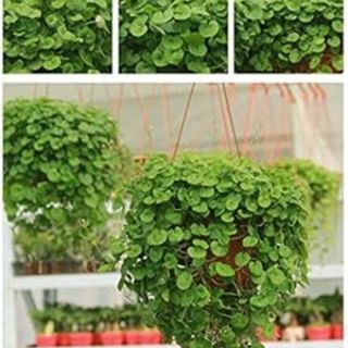 ДИХОНДРА /Dichondra repens / - 1гр
