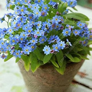 Незабравка- 0.2гр.-/около 440бр./