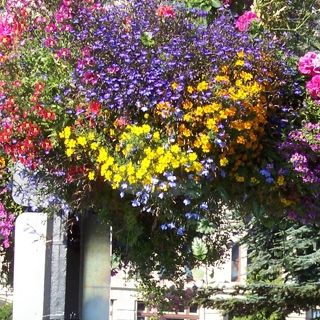 Микс ВИСЯЩИ КОШНИЦИ - 1gr.