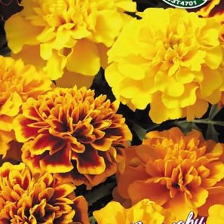 Тагетес /Tagetes patula nana /