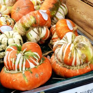 Турски тюрбан/Cucurbita pepo /