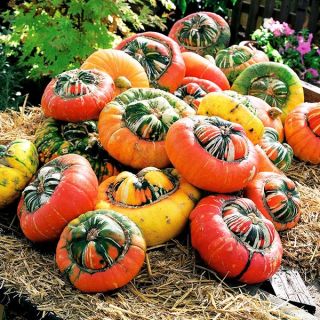 Турски тюрбан/Cucurbita pepo /
