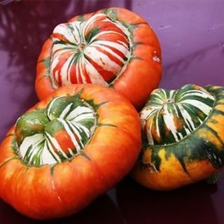 Турски тюрбан/Cucurbita pepo /