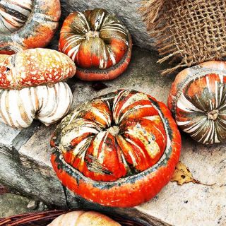 Турски тюрбан/Cucurbita pepo /