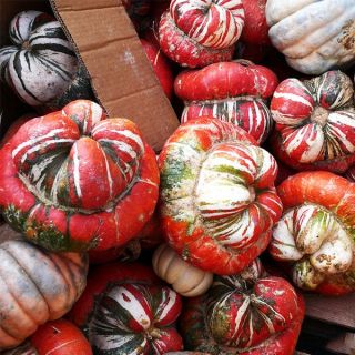 Турски тюрбан/Cucurbita pepo /