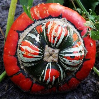 Турски тюрбан/Cucurbita pepo /