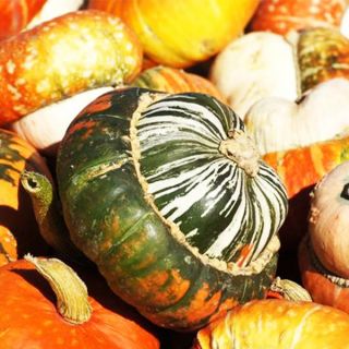 Турски тюрбан/Cucurbita pepo /