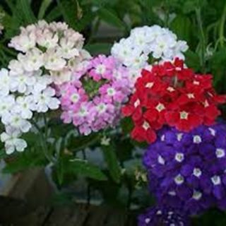 Върбинка/Verbena x hybrida/