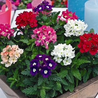 Върбинка/Verbena x hybrida/