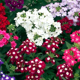 Върбинка/Verbena x hybrida/
