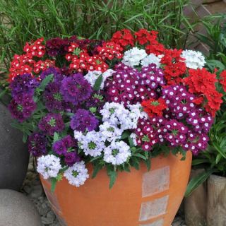 Върбинка/Verbena x hybrida/