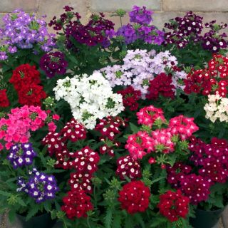 Върбинка/Verbena x hybrida/