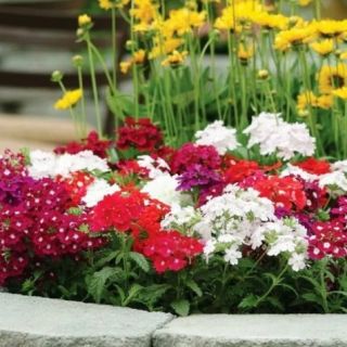 Върбинка/Verbena x hybrida/