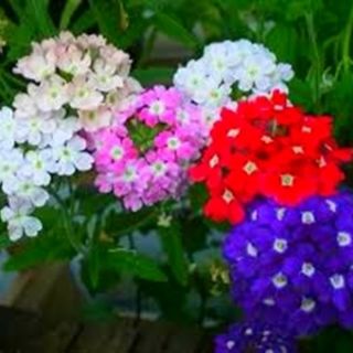 Върбинка/Verbena x hybrida/