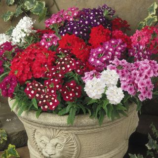 Върбинка/Verbena x hybrida/