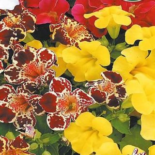 Мимулус /Mimulus hybridus /