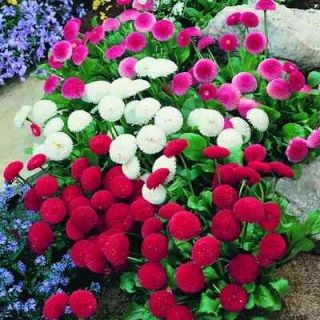 Парички /Bellis perennis /