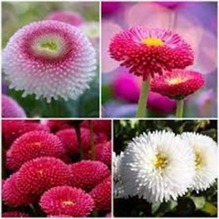 Парички /Bellis perennis /