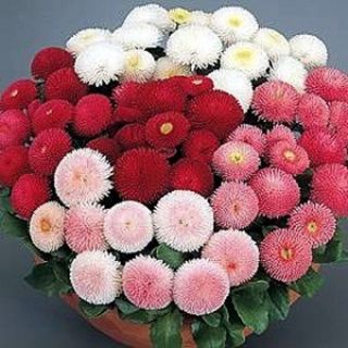 Парички /Bellis perennis /