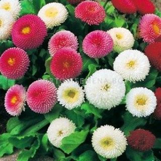 Парички /Bellis perennis /