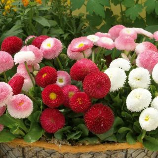 Парички /Bellis perennis /