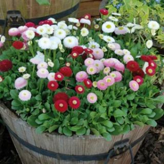 Парички /Bellis perennis /