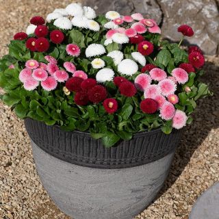 Парички /Bellis perennis /