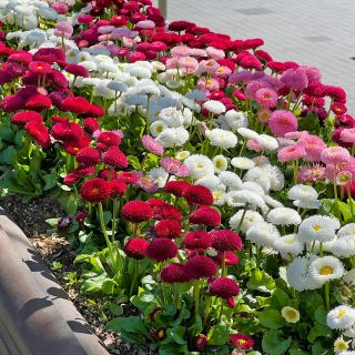 Парички /Bellis perennis /