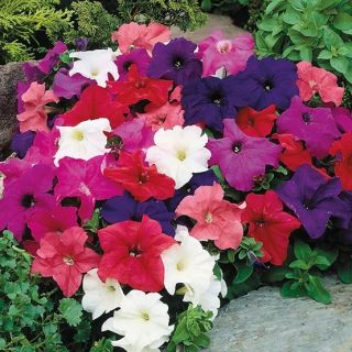 Петуния ниска /Petunia x hybrida/ 