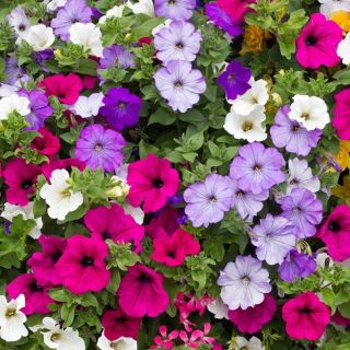 Петуния ниска /Petunia x hybrida/ 