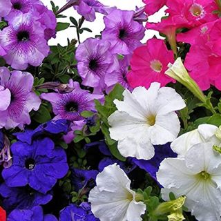 Петуния ниска /Petunia x hybrida/ 