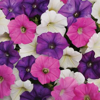 Петуния ниска /Petunia x hybrida/ 