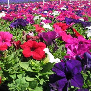Петуния ниска /Petunia x hybrida/ 